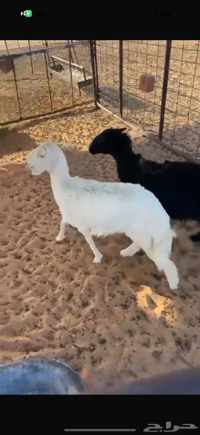 بهم حريات رخلين 0