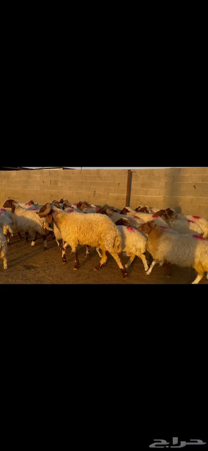 للبيع غنم نعيم طيبه وشرط الدفيع 2