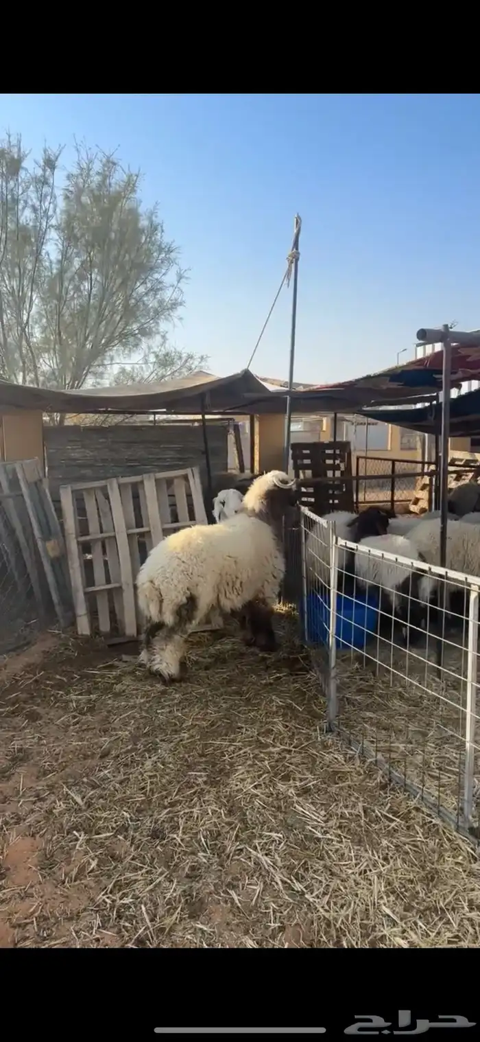 خروف نعيمي 0