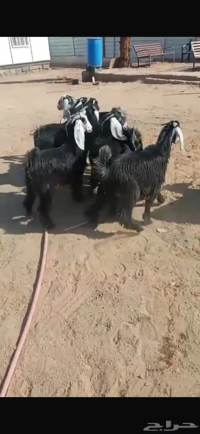 تيوس مخاصي وجفار ذبائح ثلاجات 1