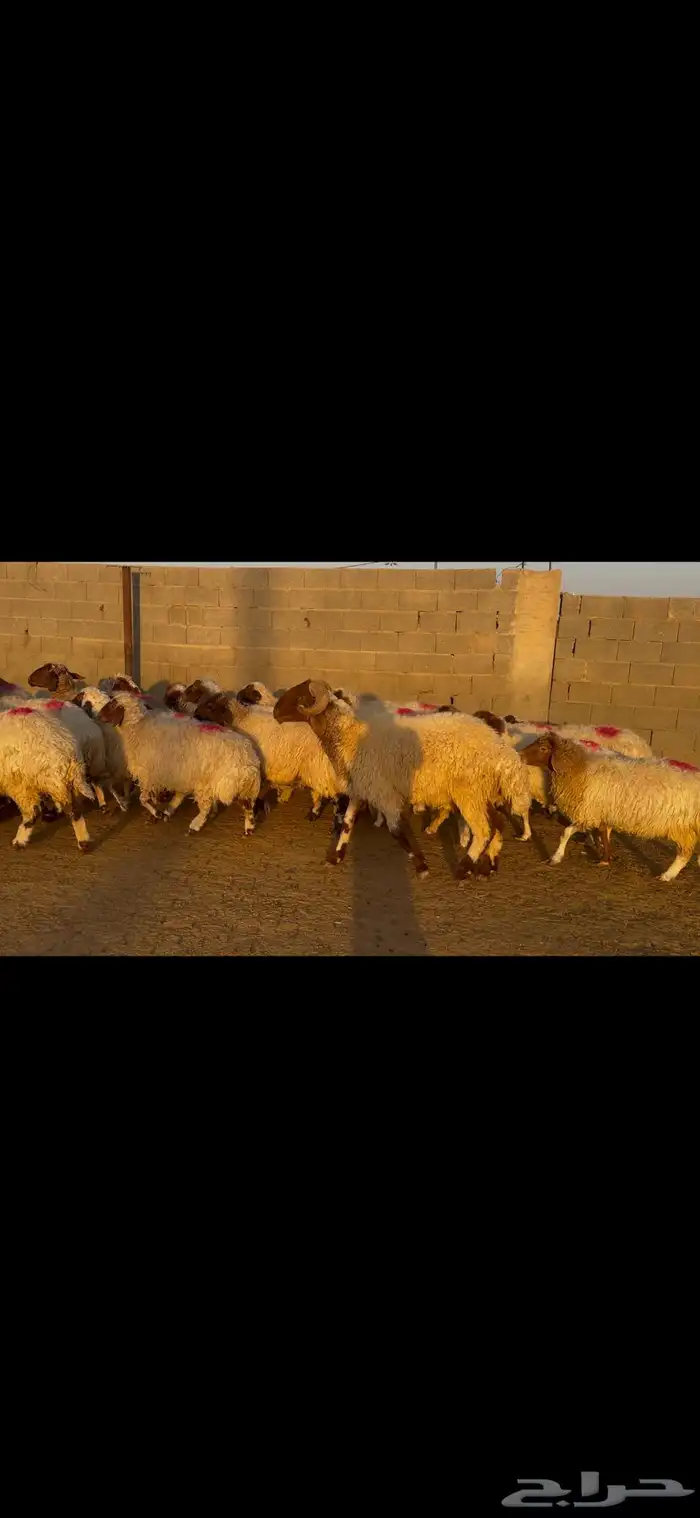 للبيع غنم نعيم طيبه وشرط الدفيع 4