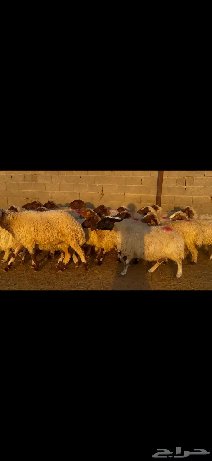للبيع غنم نعيم طيبه وشرط الدفيع 12