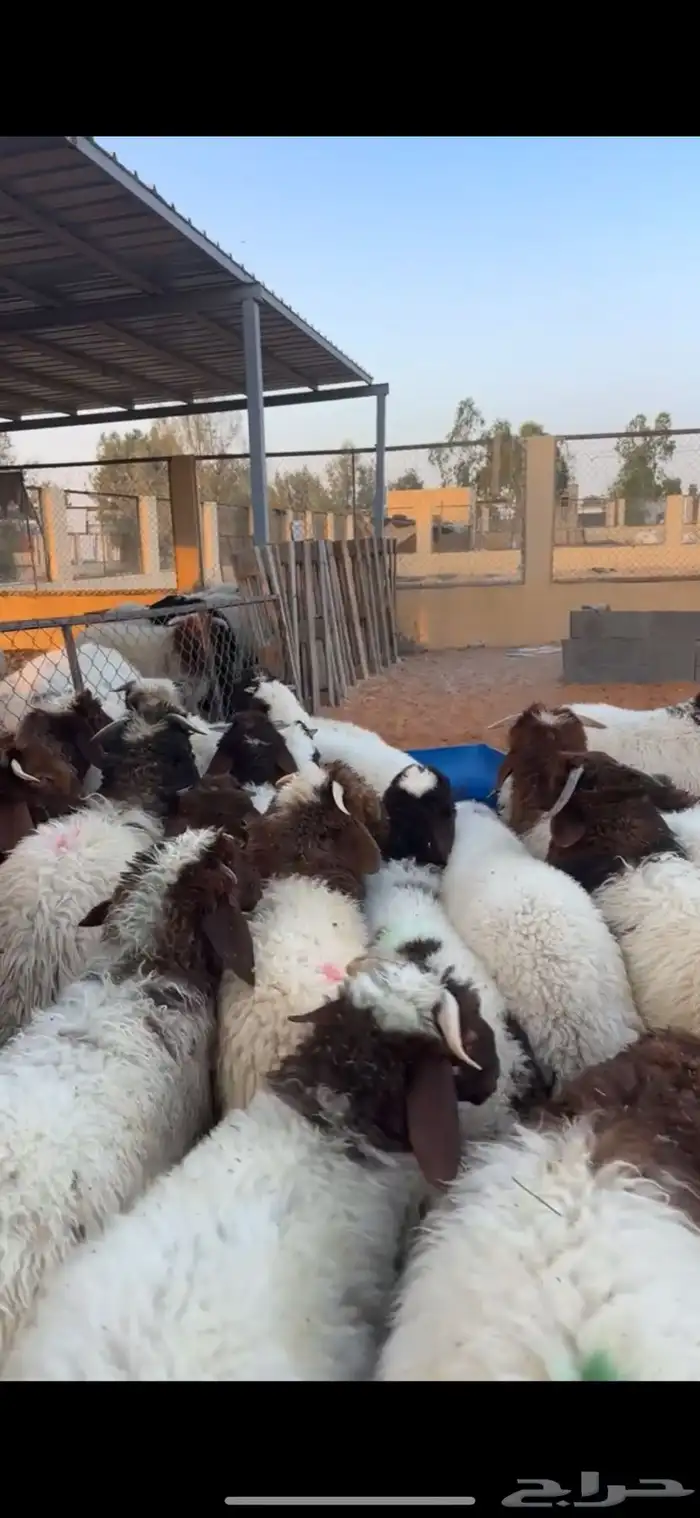 هرافا نعيم فاخر 2