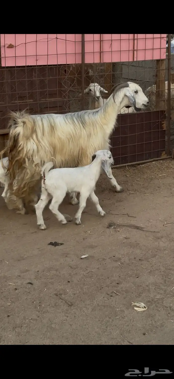 عنز مصريه بيضاء صنف والد متاومه تحتها 2 تيس وجفره 0