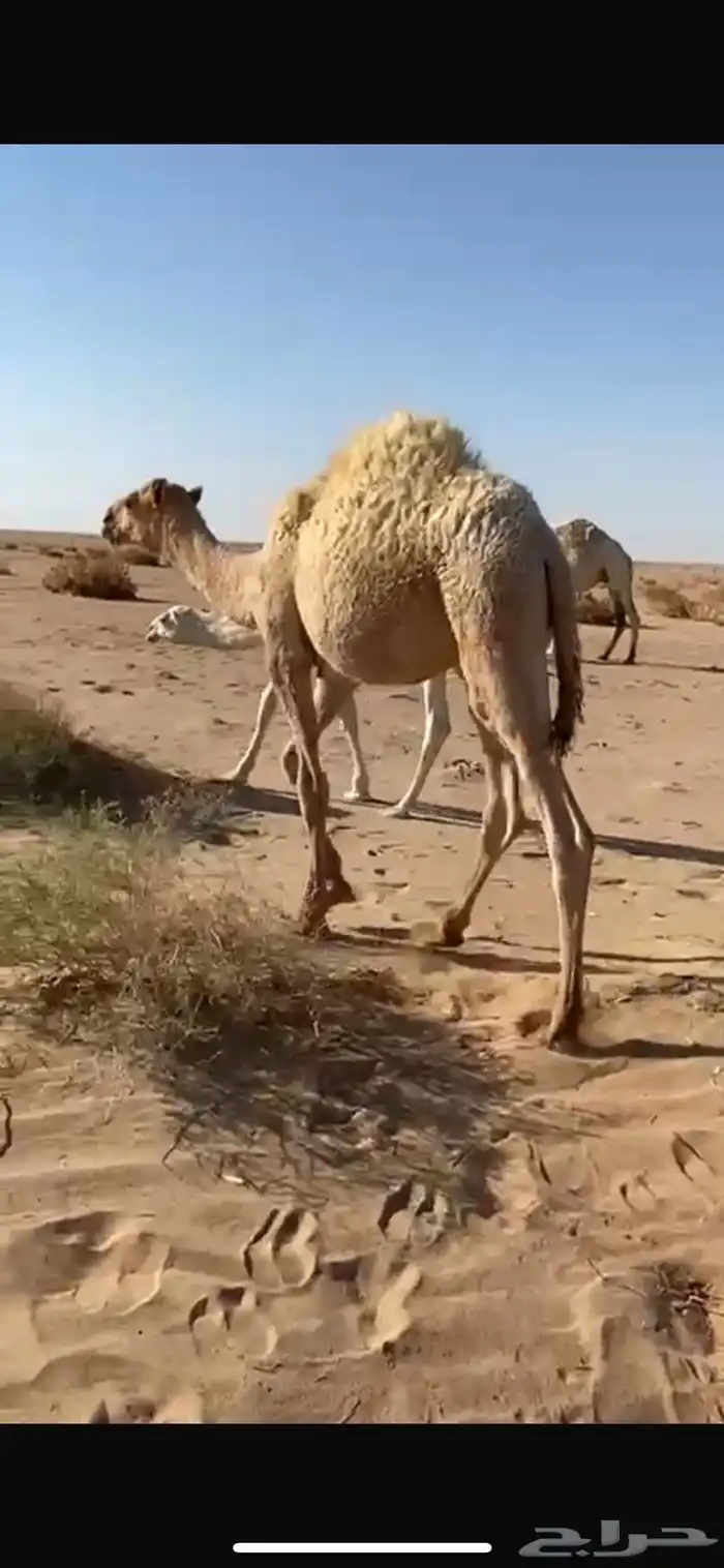 قعدان بريه 0