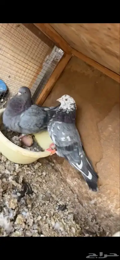 حمام قطايف index