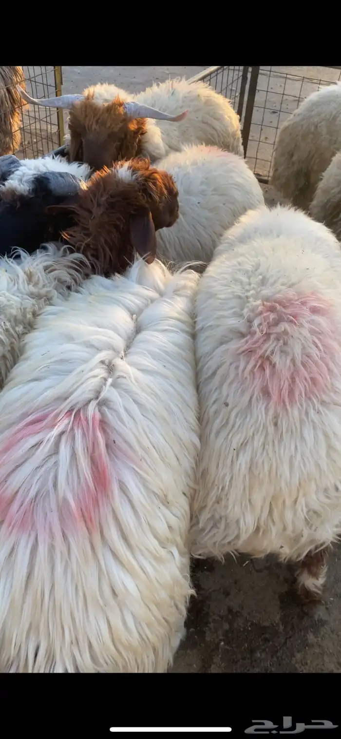 ذبايح نعيم ساكني جذعان 0