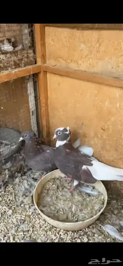 حمام قطايف index