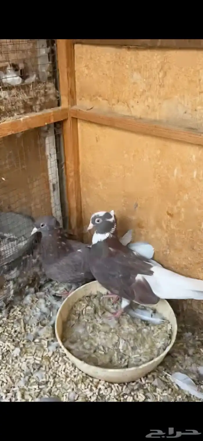 حمام قطايف 1