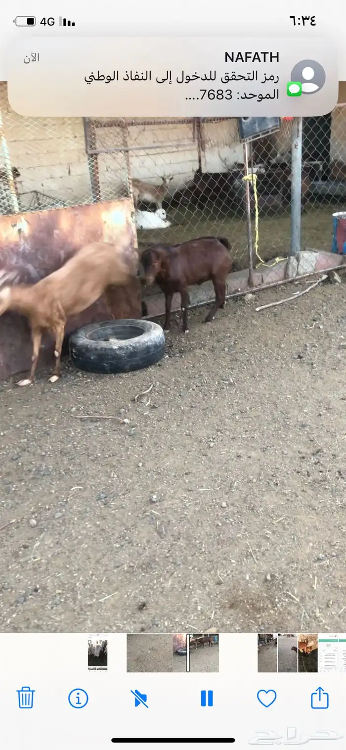 تيوس فحول نظيفة 3