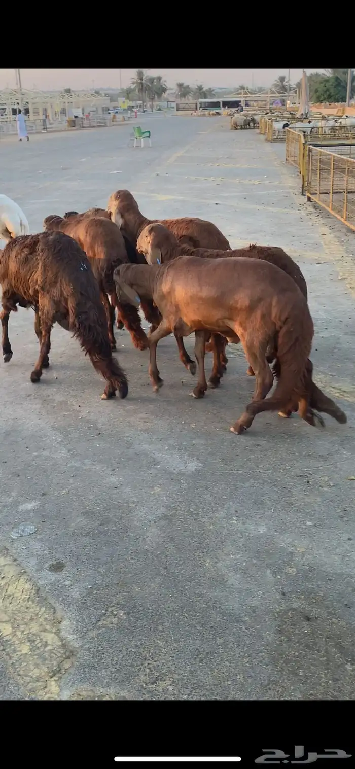 ذبايح نعيم ساكني جذعان 4