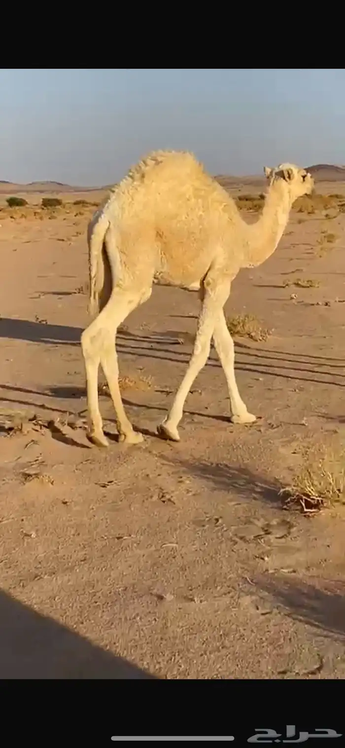 قعدان بريه 1