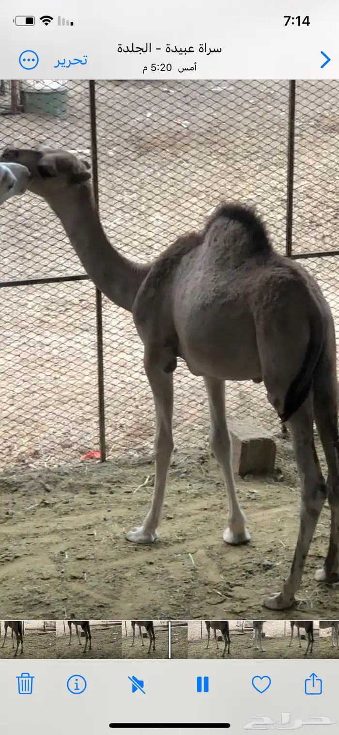 قعود للبيع 0