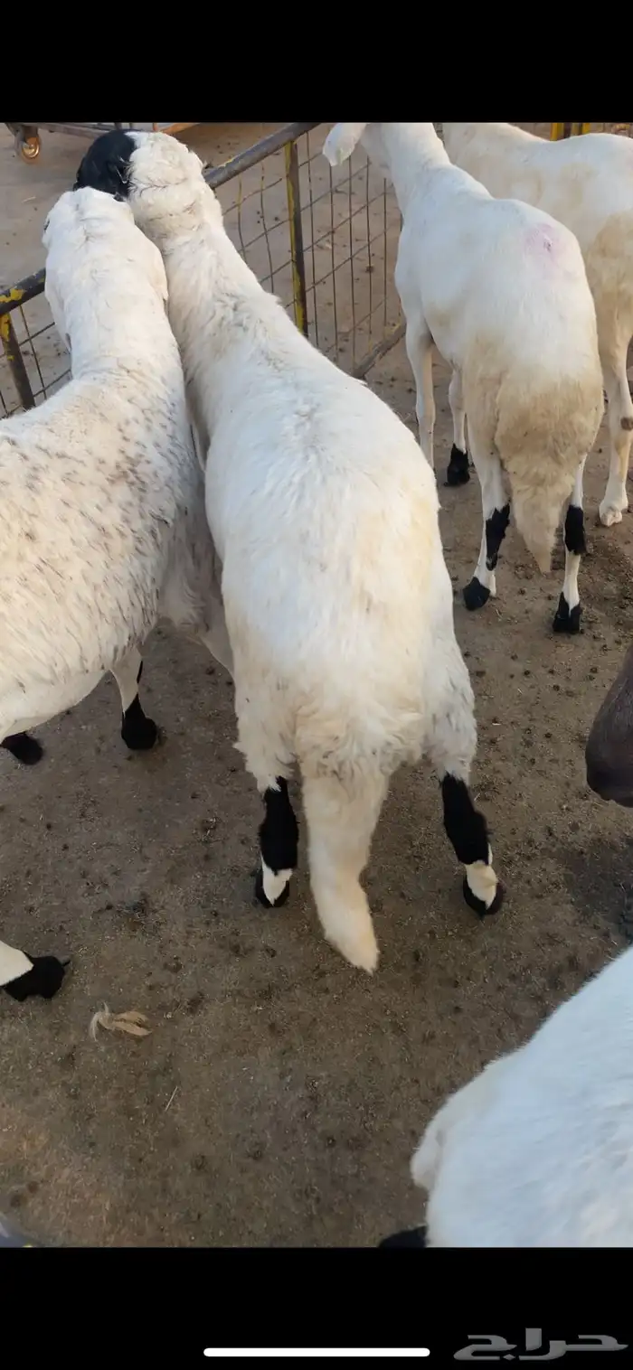 ذبايح نعيم ساكني جذعان 2