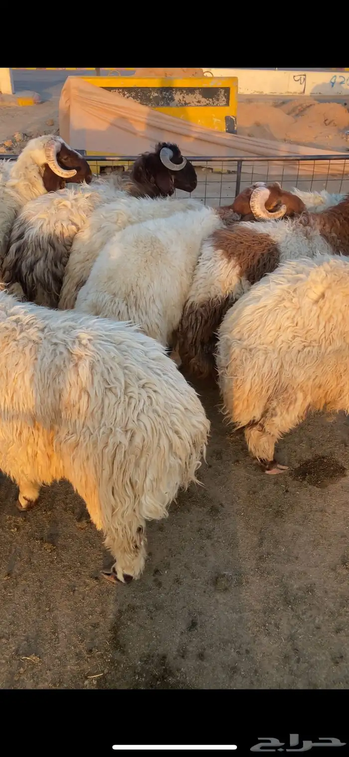 ذبايح نعيم ساكني جذعان 1