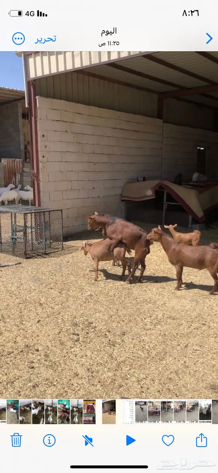 تيوس فحول نظيفة 0