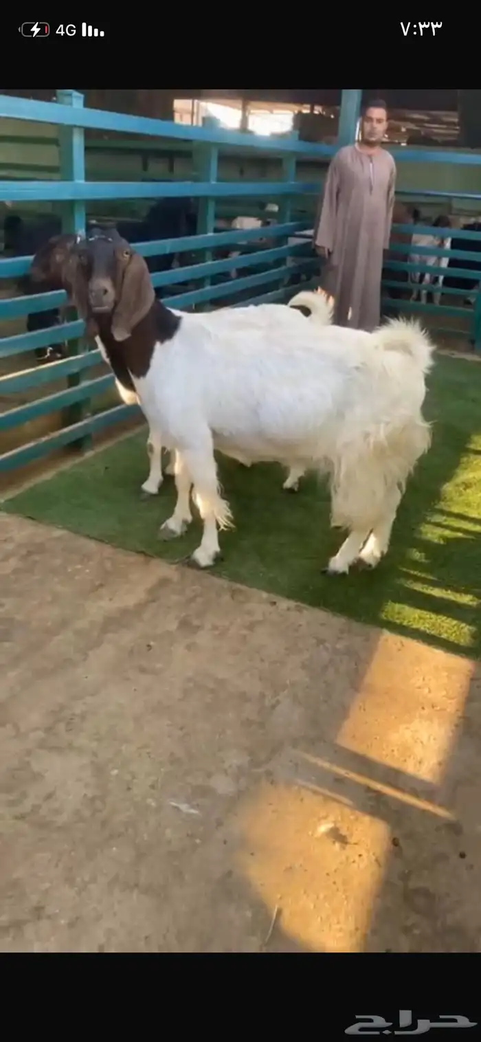 هجين بورقت دفيع 1