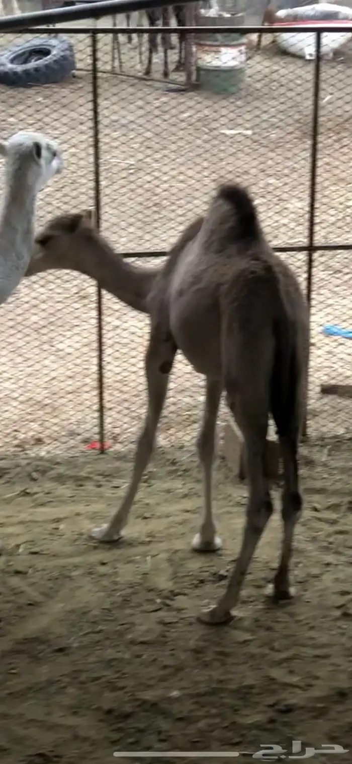 قعود للبيع 1