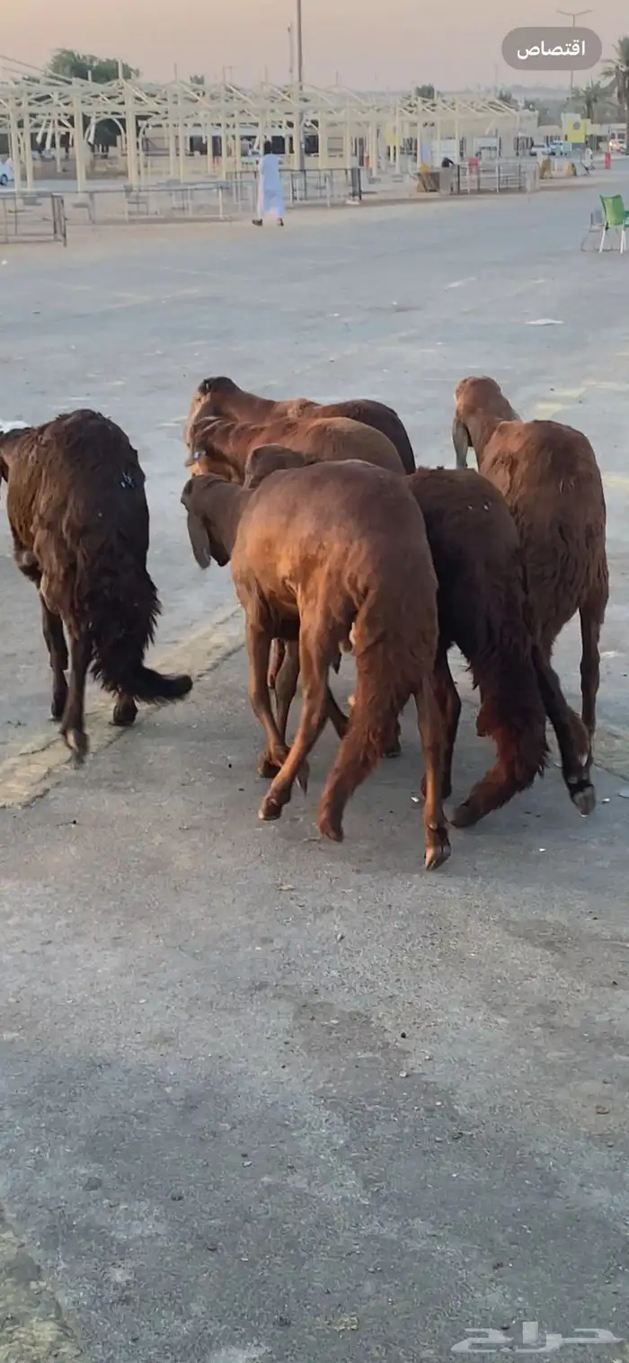 ذبايح نعيم ساكني جذعان 3