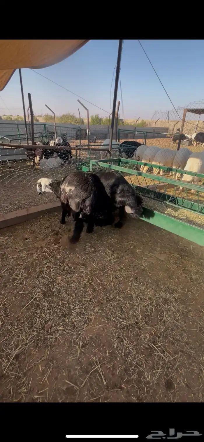 هرافى حريات طليان العرض الأول 4طليان الثاني 2 طليان نجدية 2