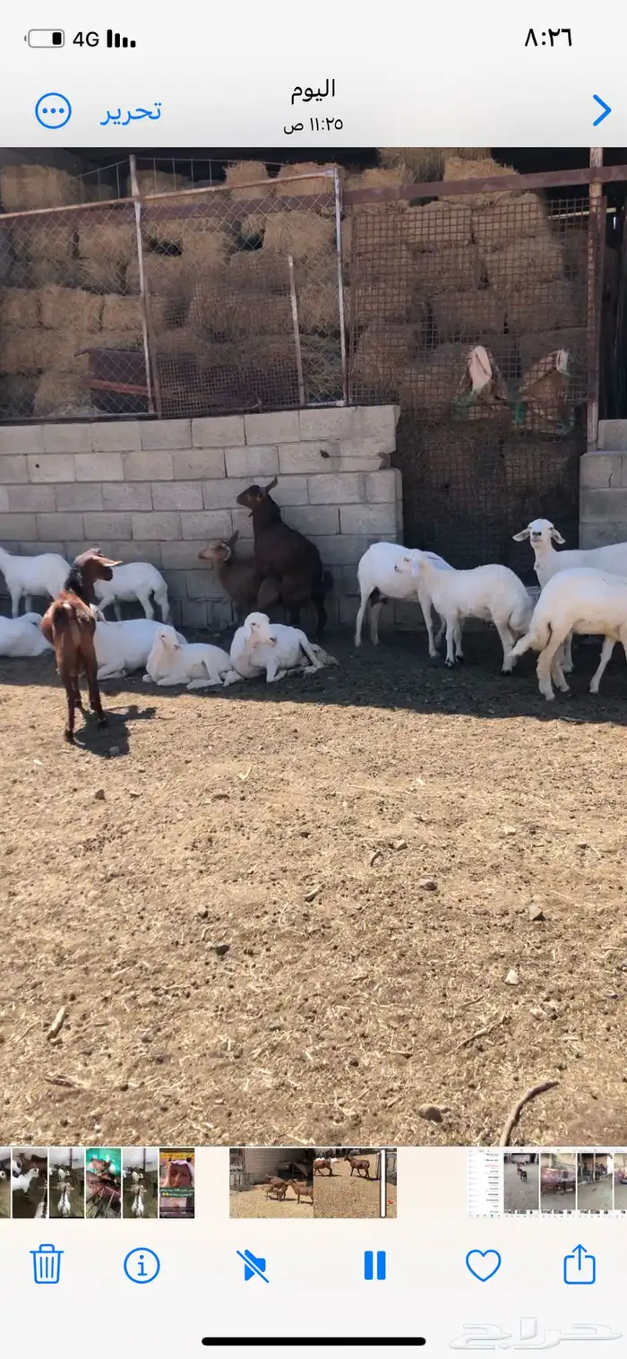 تيوس فحول نظيفة 1