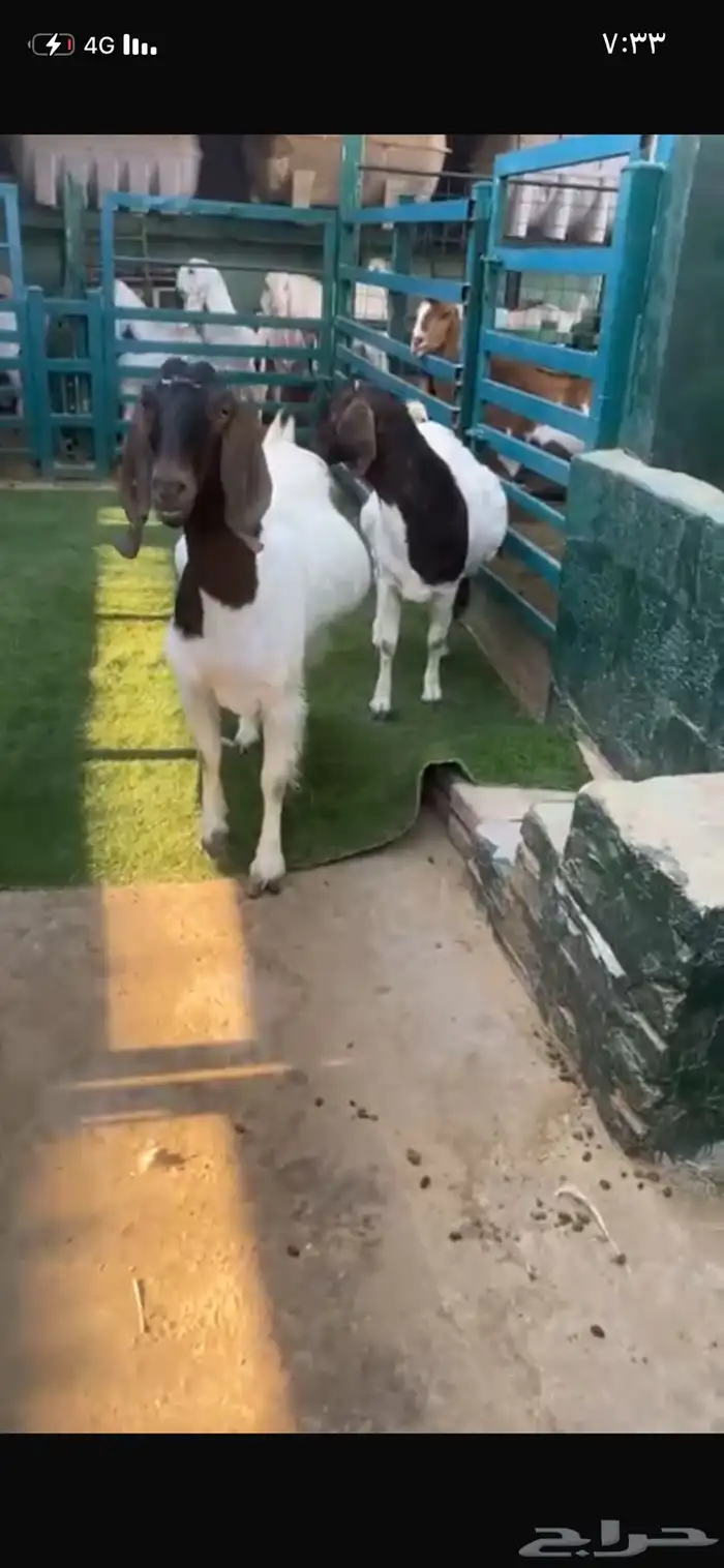 هجين بورقت دفيع 0