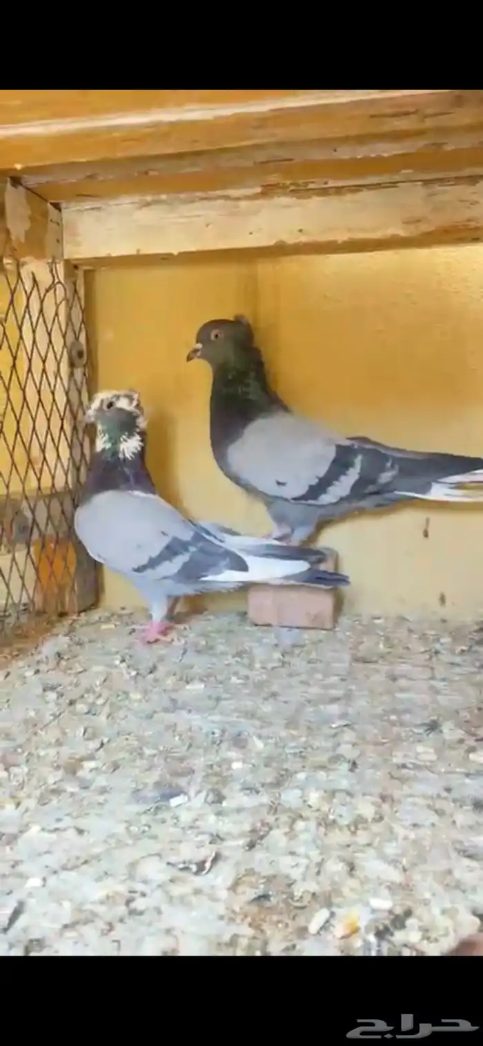 حمام قطايف 3