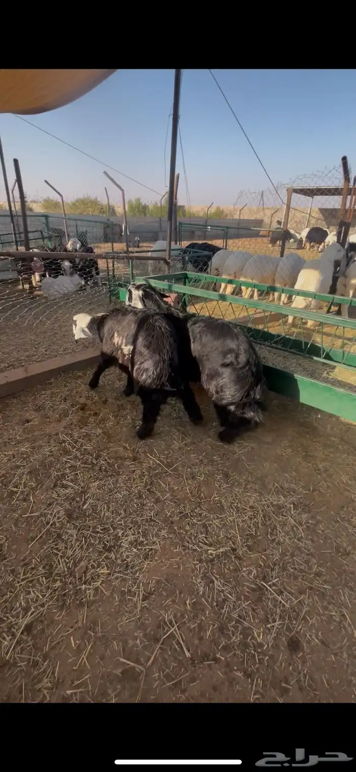 هرافى حريات طليان العرض الأول 4طليان الثاني 2 طليان نجدية 3