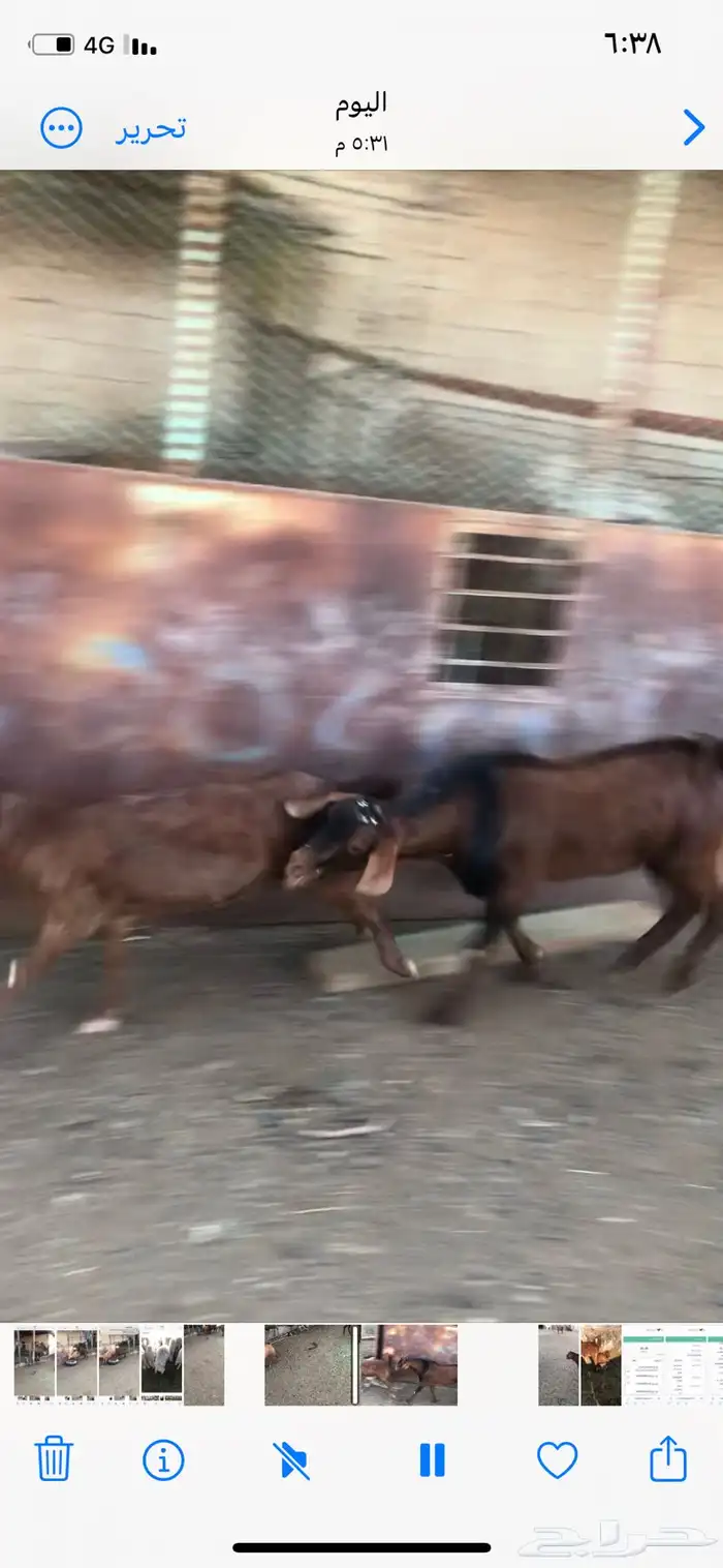 تيوس فحول نظيفة 4