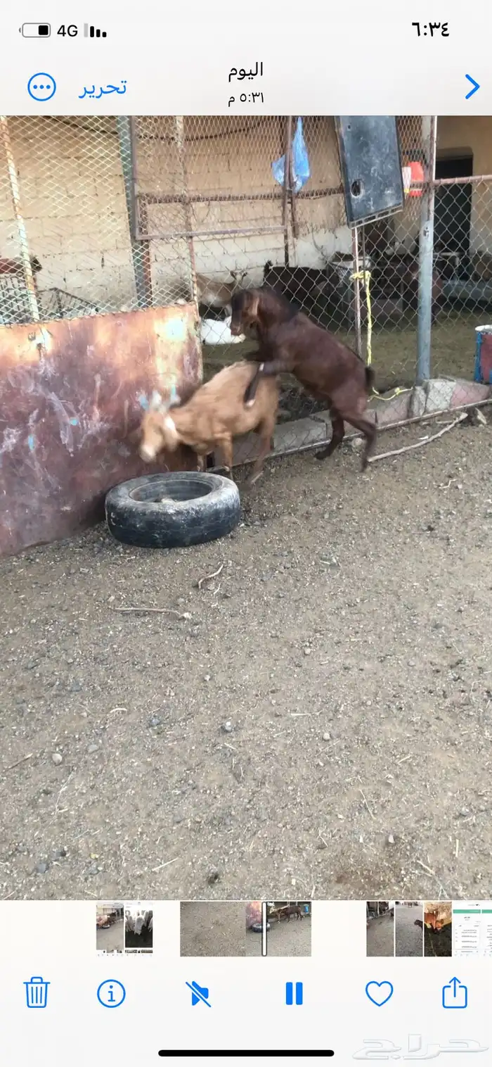 تيوس فحول نظيفة 2