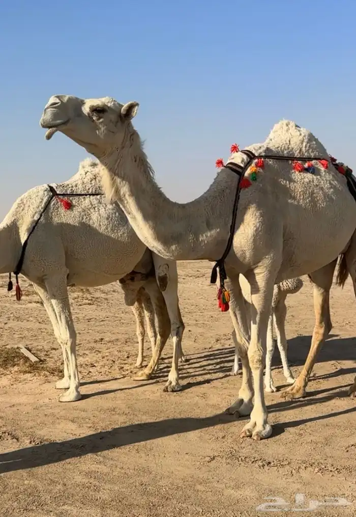 للبيع خلفه كفو حليب وهداوه 3