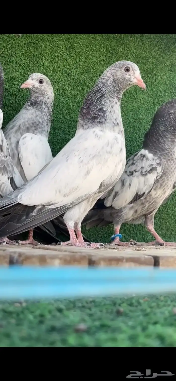 حمام باكستاني 0