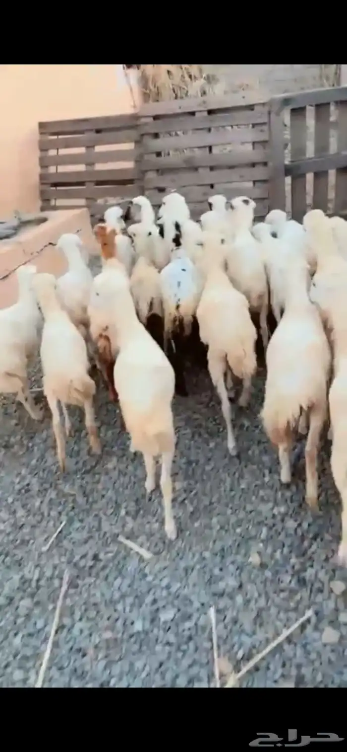 رخال محايل عسير 0