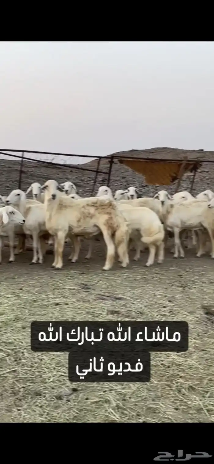 ضان حريات صنف الصنف عرض وبيع 9