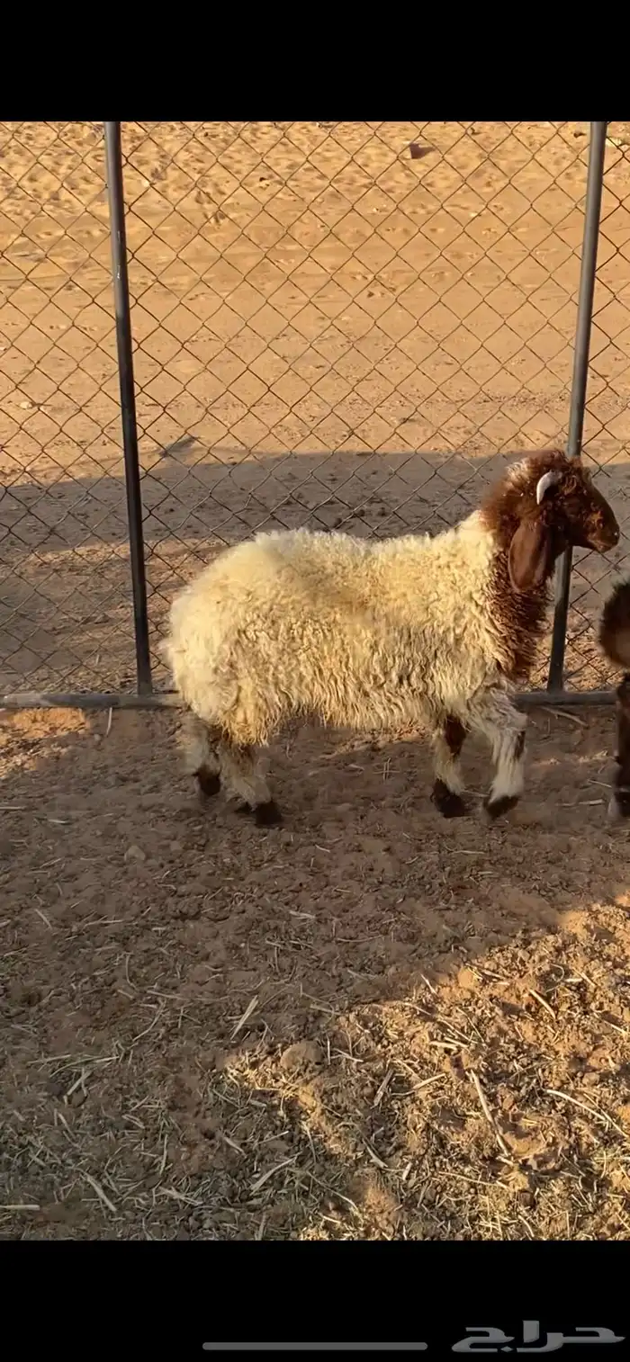 خروف 3شهور ونص 0