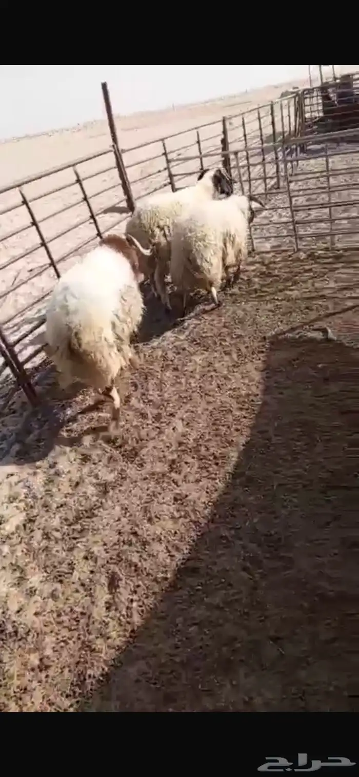 ثلاثة خرفان 1