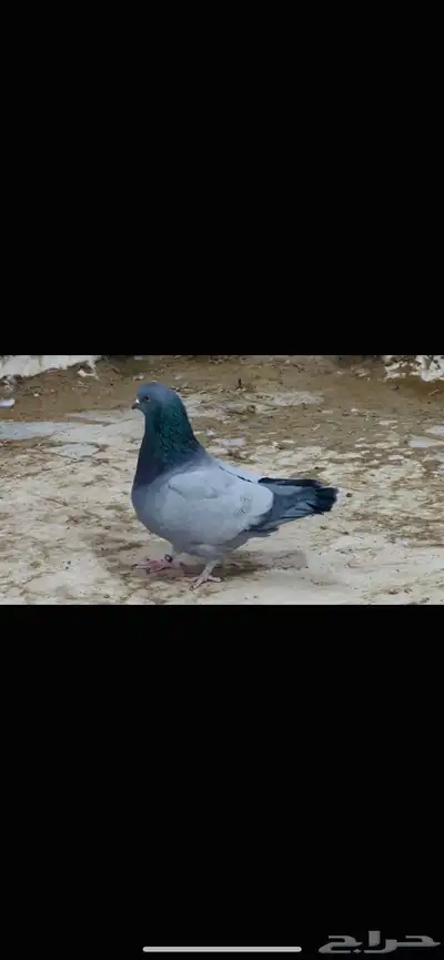 ذكر فرش بارلس index