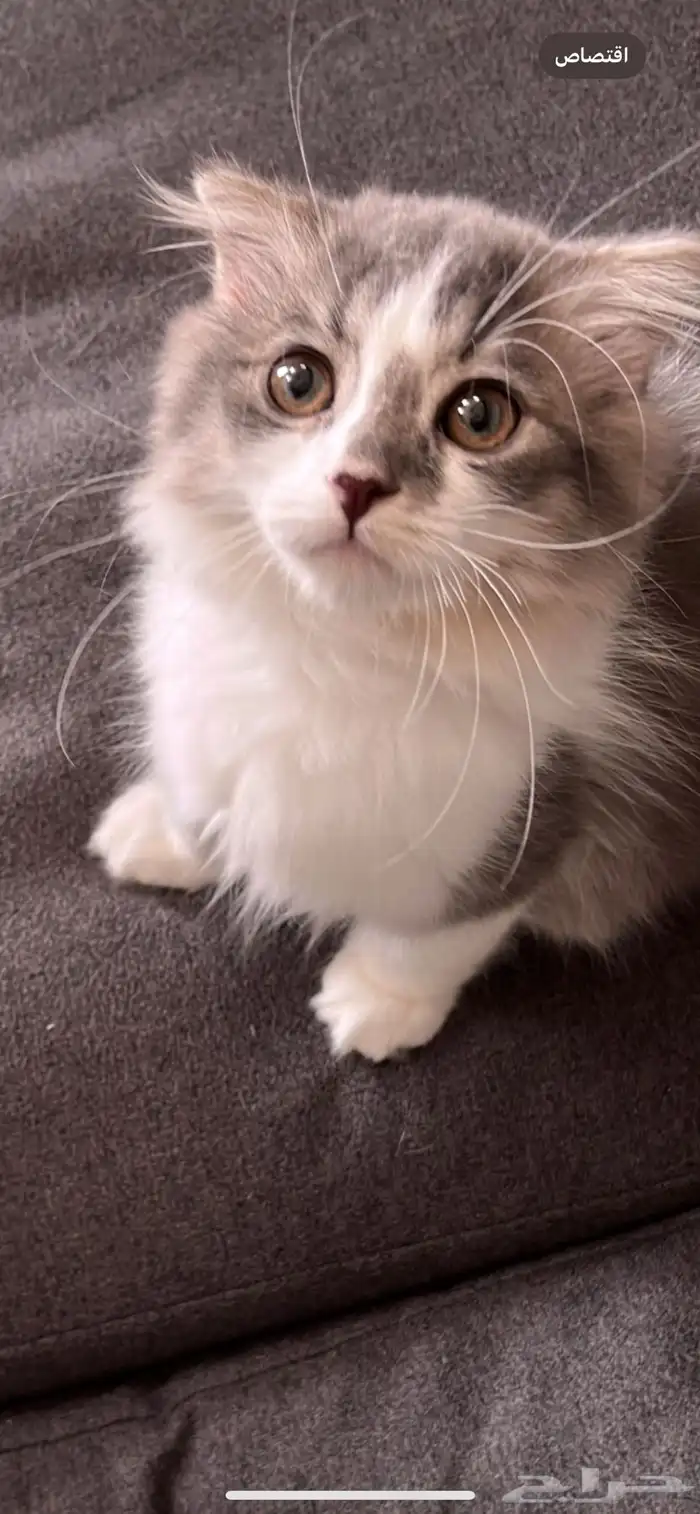 قطه سكوتش العمر 4 شهور 0