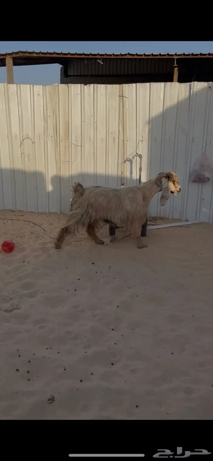 عارضيه صفرا دافع 2