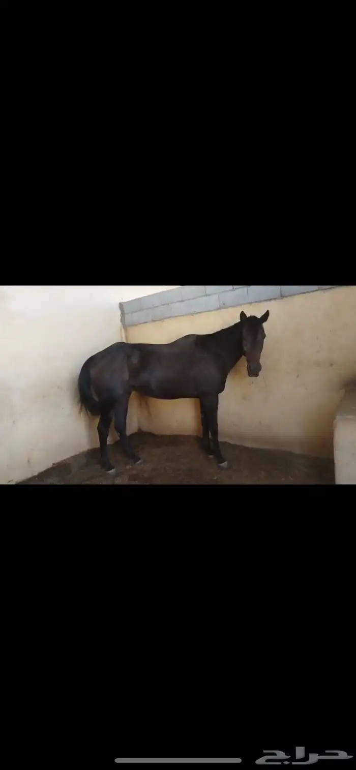 حصان انتاج 0