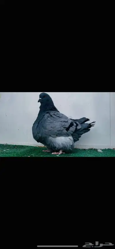 ذكر فرش بلوبار index