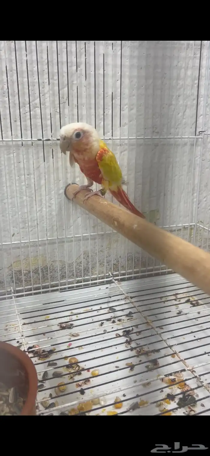 ذكر كنيور صن شيك رد فاكتور 0