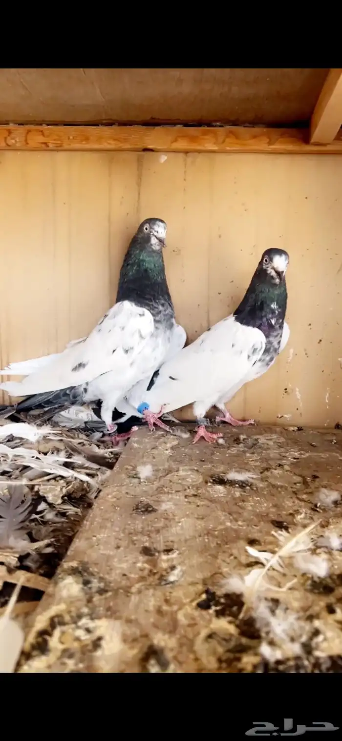 تيدي صنف فاخر من الاخر ( تم البيع ) 1