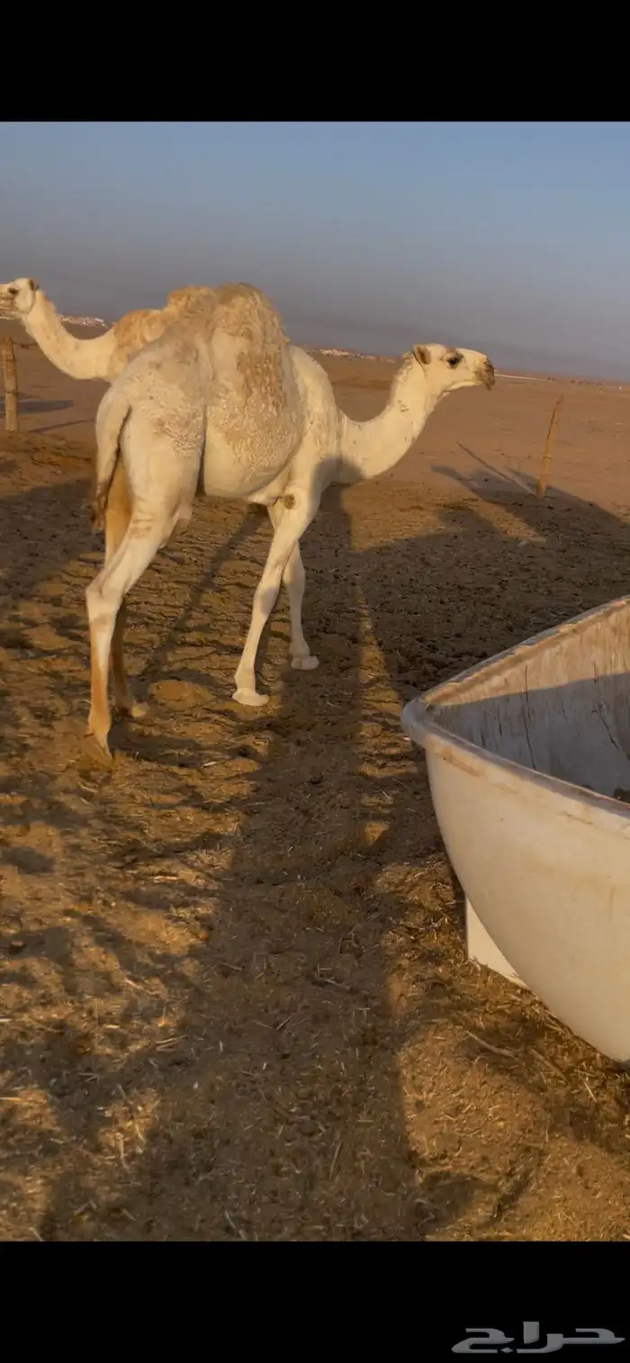 حشو حليب مغلقة 4