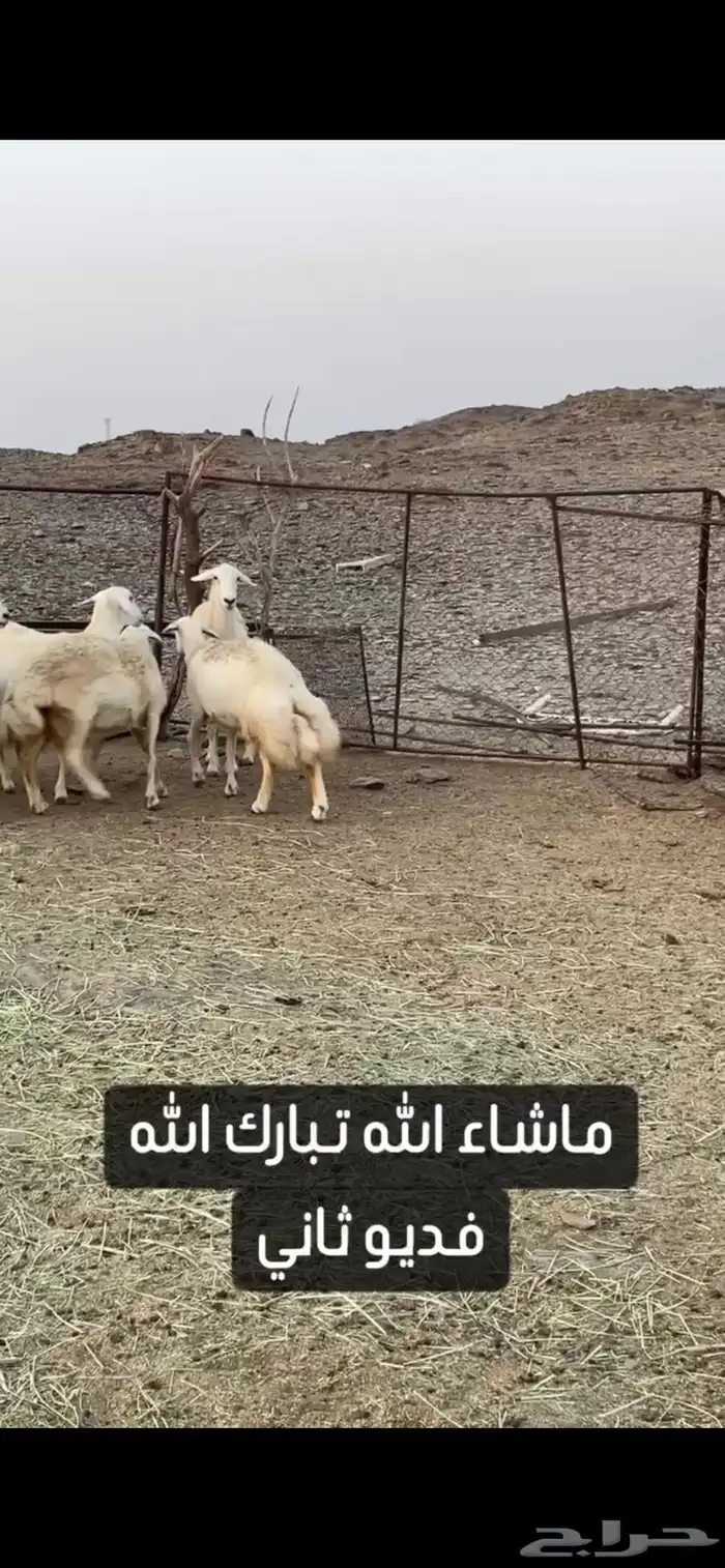 ضان حريات صنف الصنف عرض وبيع 3