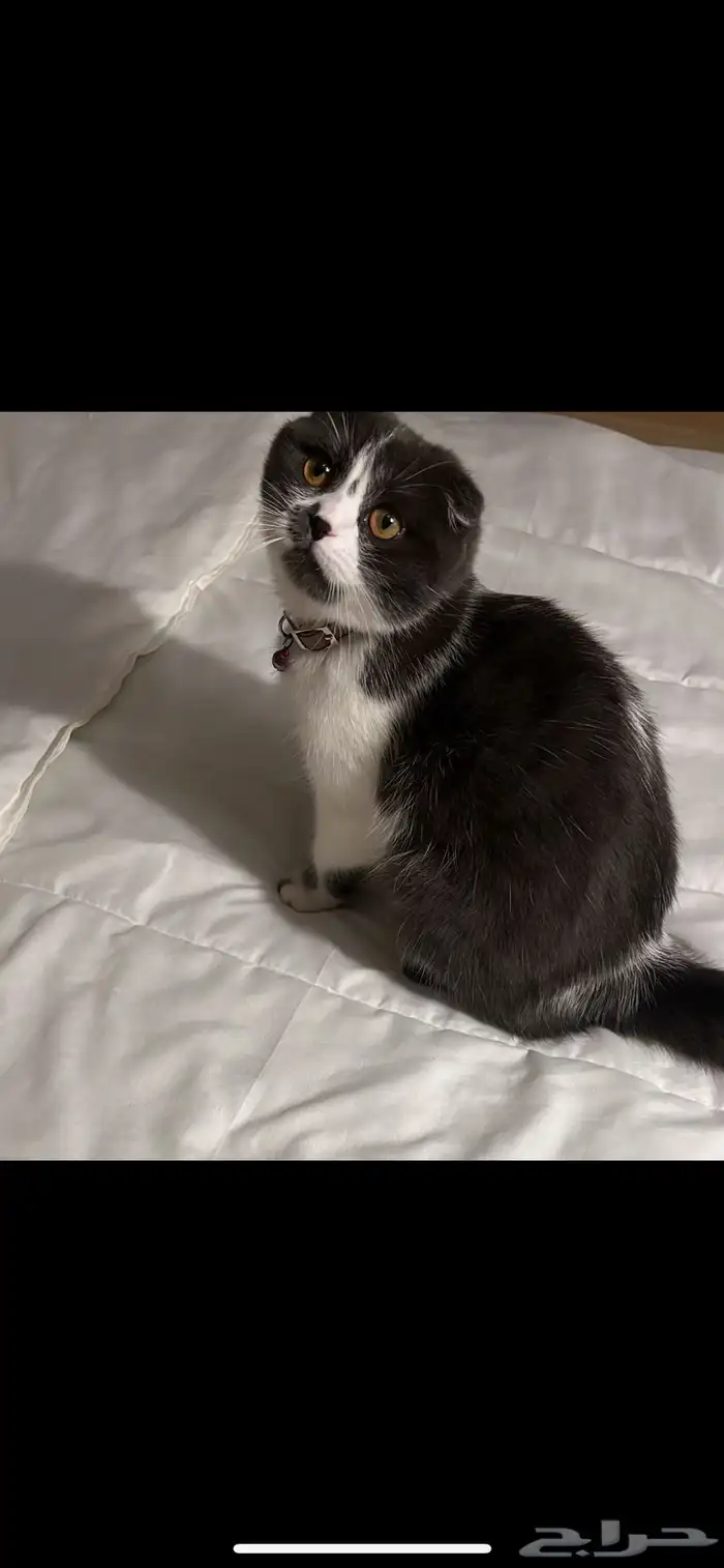 سكوتش تبني 0