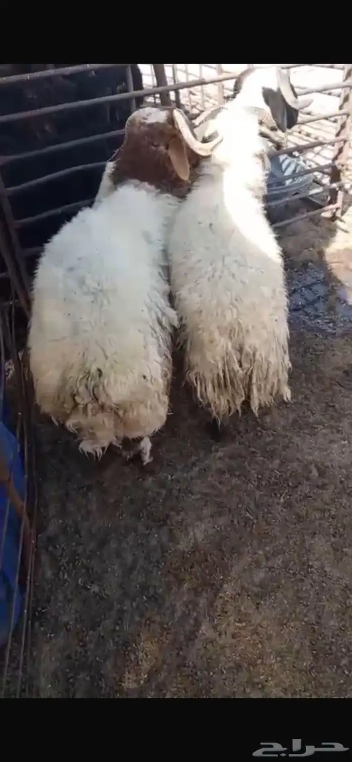 ثلاثة خرفان 2