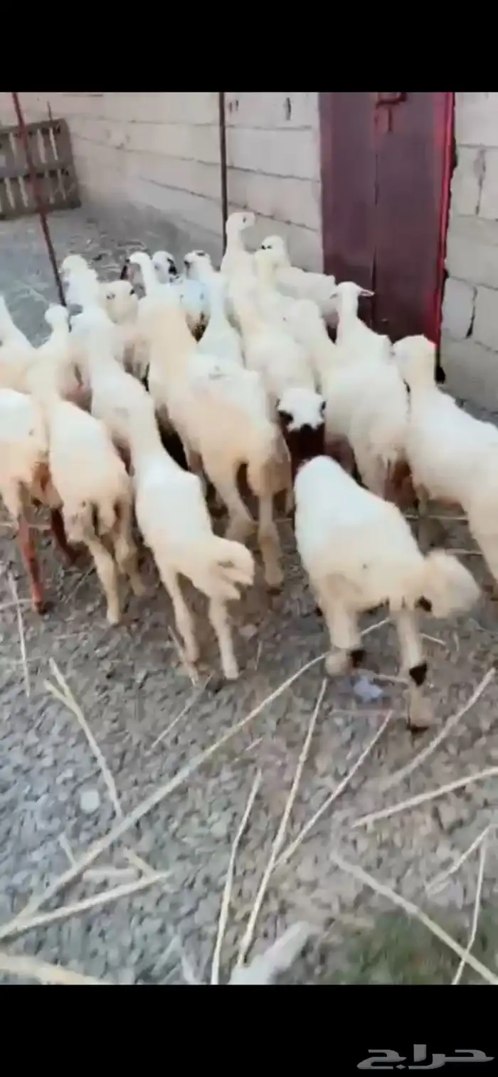 رخال محايل عسير 3