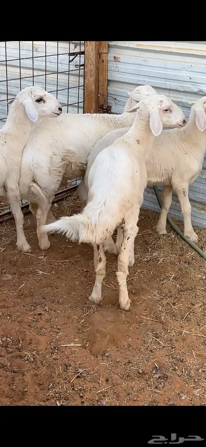 هرافا حريات 0