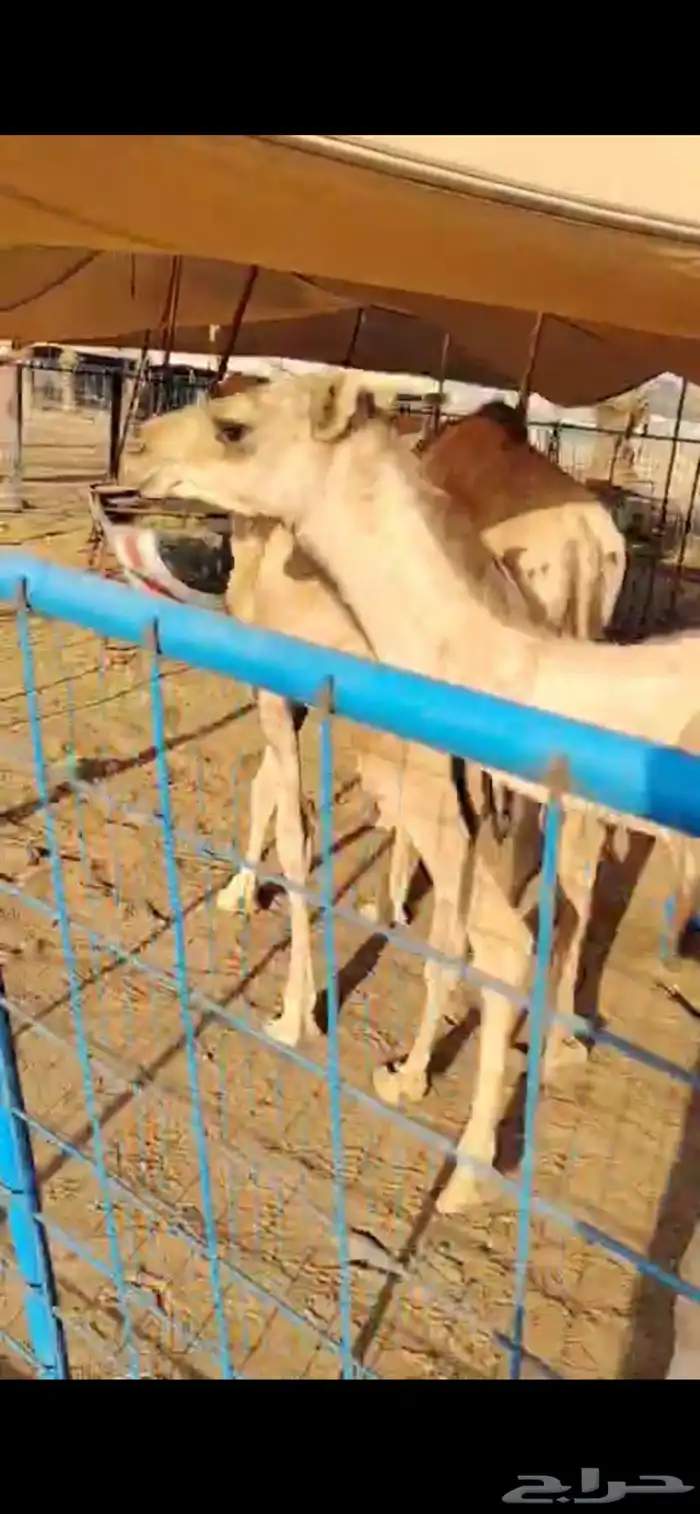 لكل المناسبات.. القعدان اللي تبيض الوجه 2